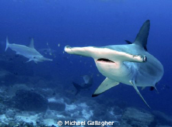 Hammerheads lining up for a closer look at all the divers... by Michael Gallagher 